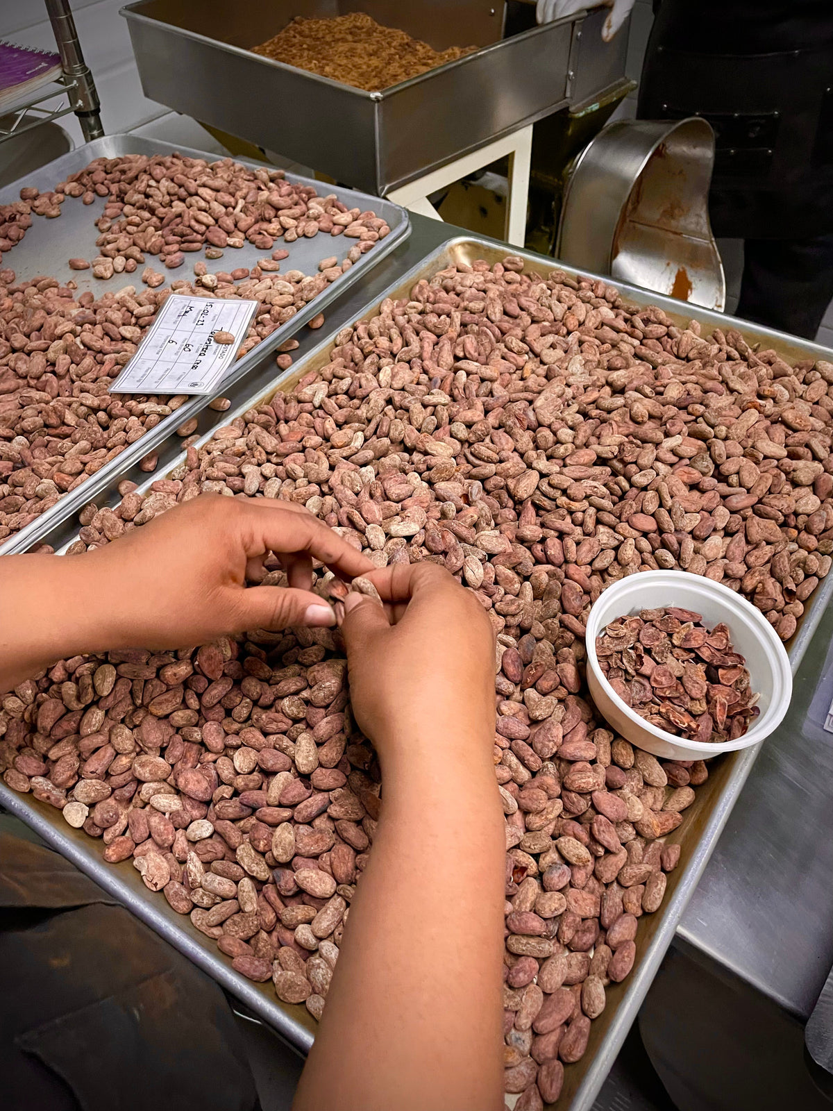 Manuelle Kontrolle und Schälen fermentierter Kakaobohnen in der Verarbeitung – Mangroovia Foods