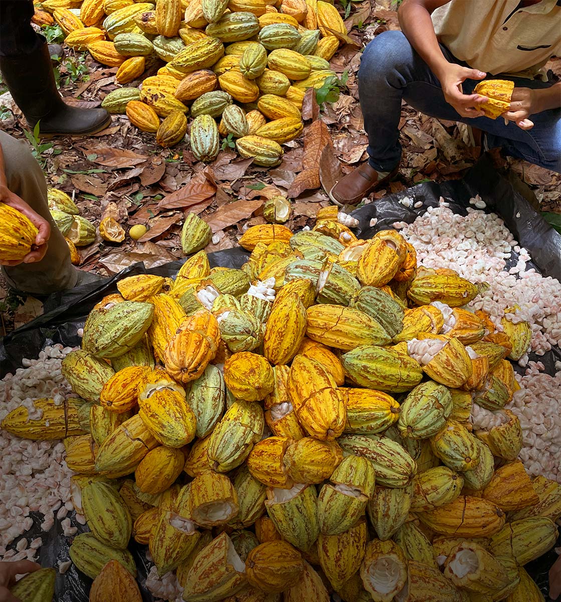 Kakaoernte in Handarbeit - frische Kakaobohnen werden aus der Frucht geschält