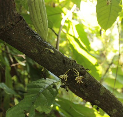 Kakaoblüte am Baum Zeremonieller Kakao kaufen Mangroovia