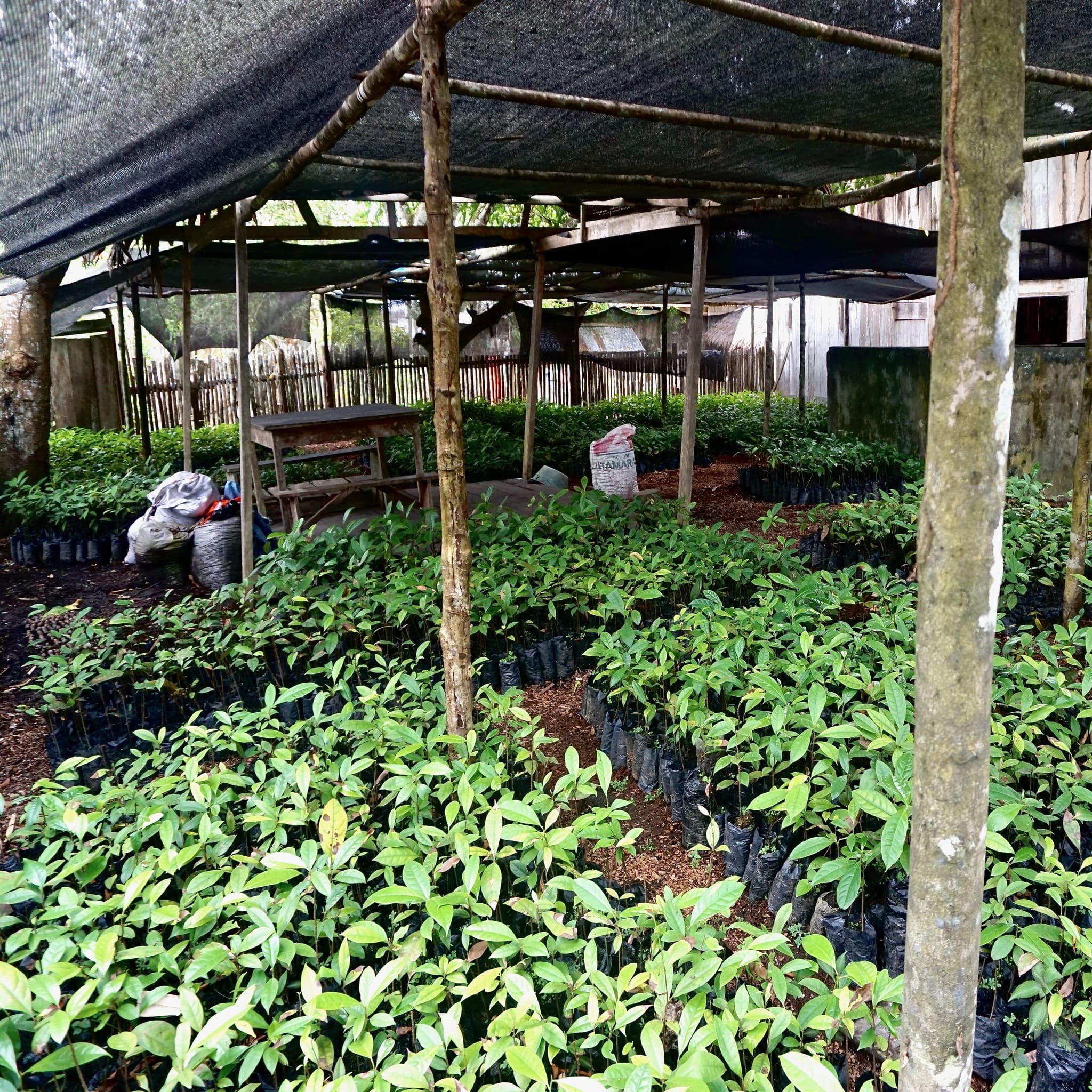 Baumschule mit jungen Rosenholzbäumen im Aniba Agroforstprojekt in Peru