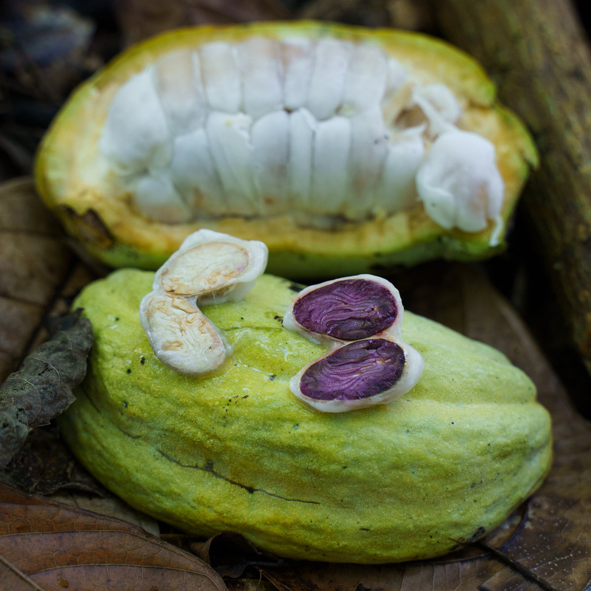 Kakaobohne mit frischem Mucílago im Querschnitt