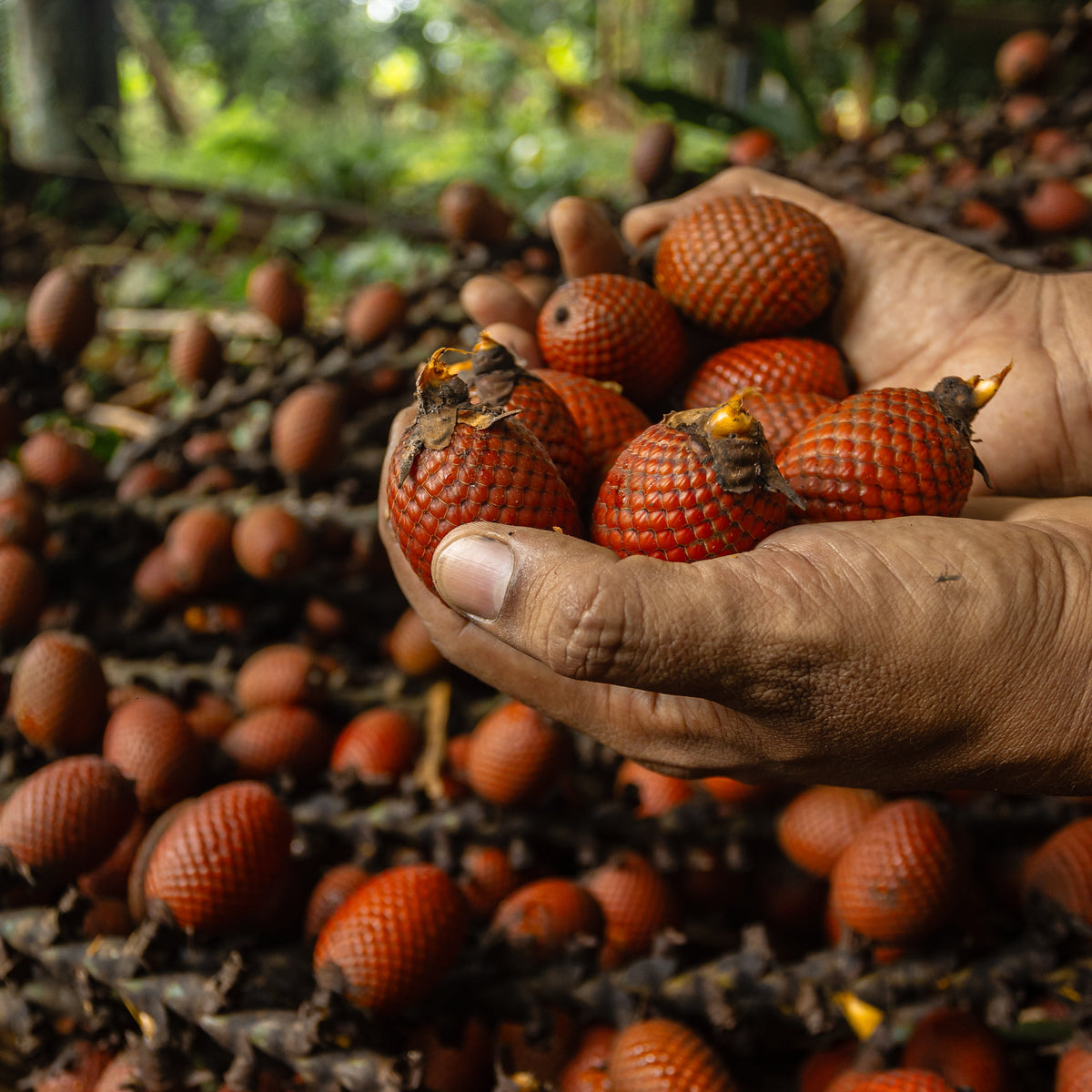 Aguaje Früchte von der Ernte I Mangroovia Foods