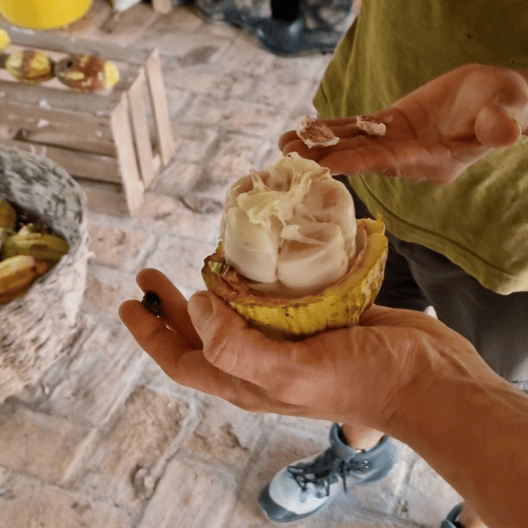 ALMA BLANCA Zeremoniekakao – indigene Urkakao-Sorte aus Mexiko