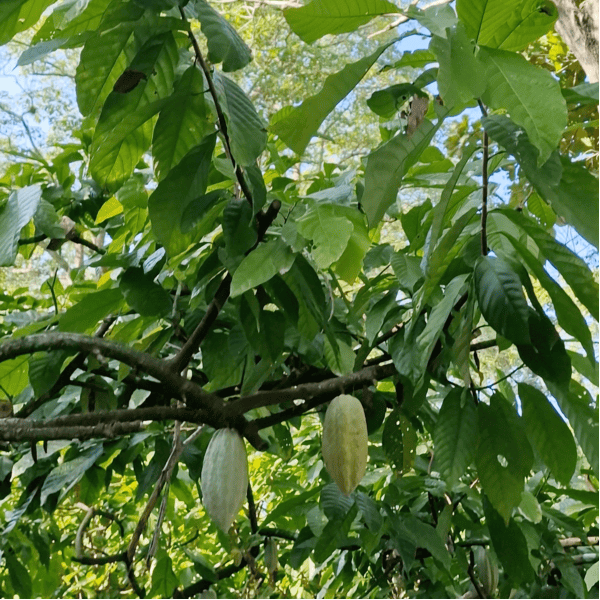 Agroforstgarten in Comalcalco Tabasco – Herkunft des Zeremoniekakaos ALMA BLANCA