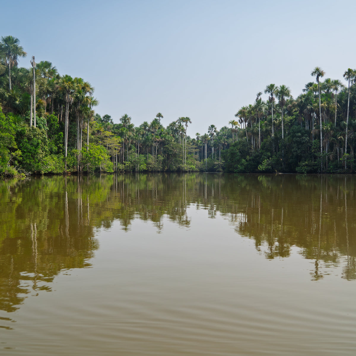 Aguaje Palmen im Amazonas in Peru I Mangroovia Foods