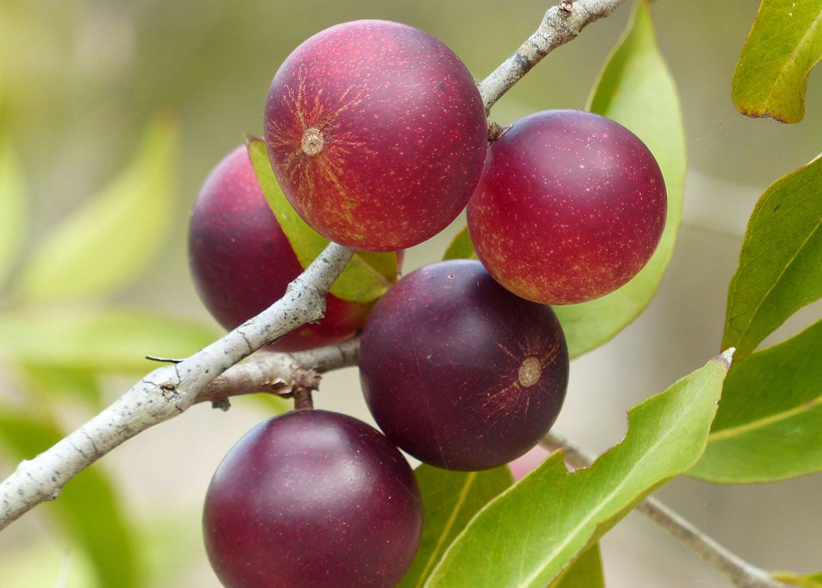 Frishe Camu Camu Beere am Strauch I Mangroovia Foods