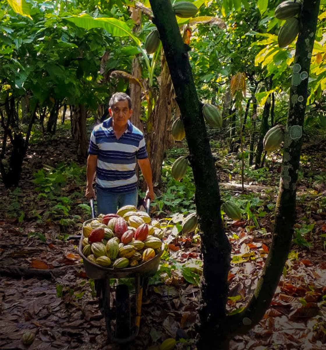 Unser Anbaupartner Don Maclovio bei der Kakaoernte