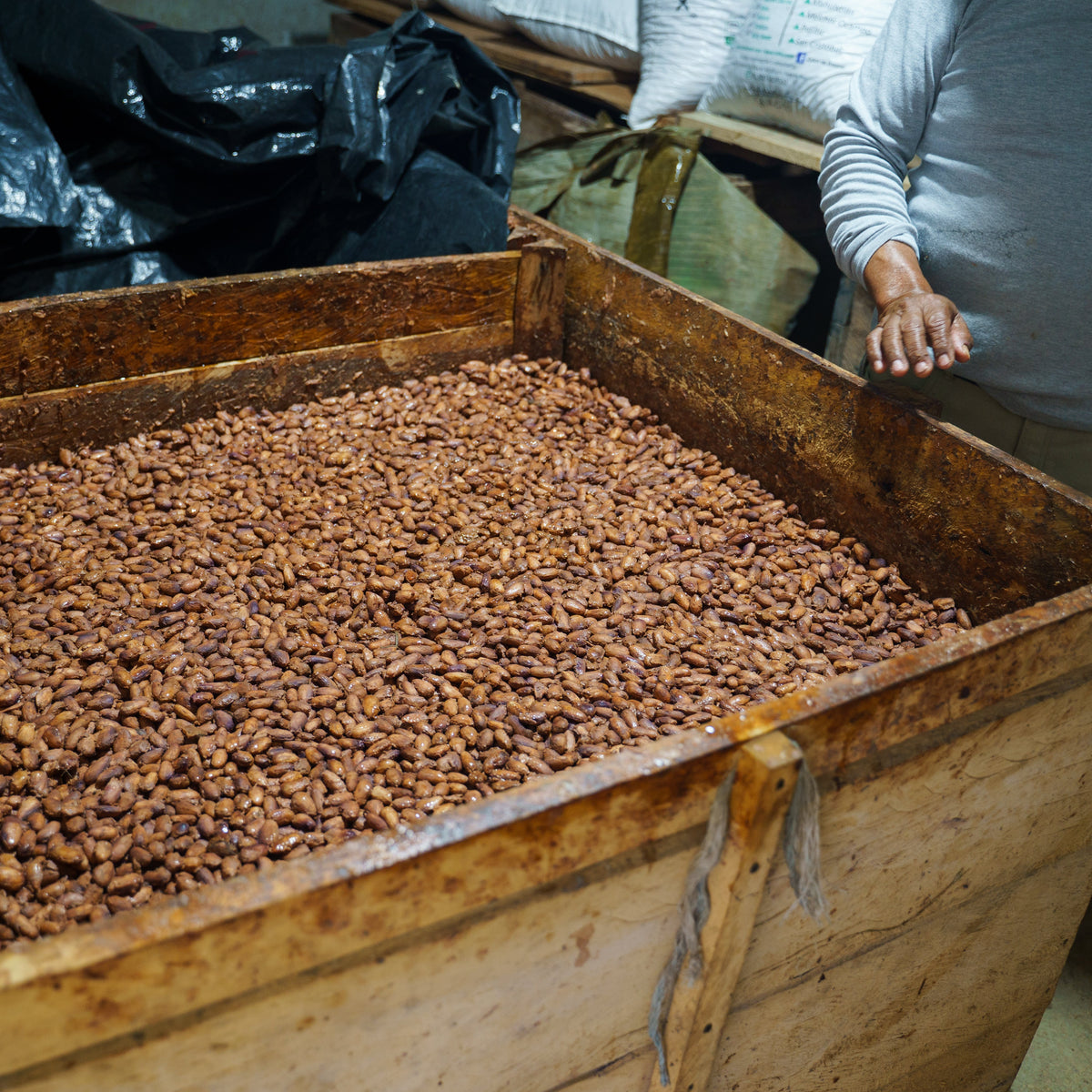 Fermentation Kakaobohnen Selva Zoque I Mangroovia