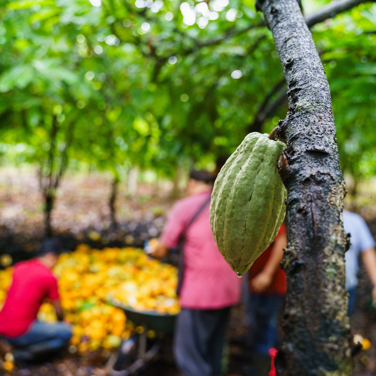 Kakaoernte Mexico I Mangroovia