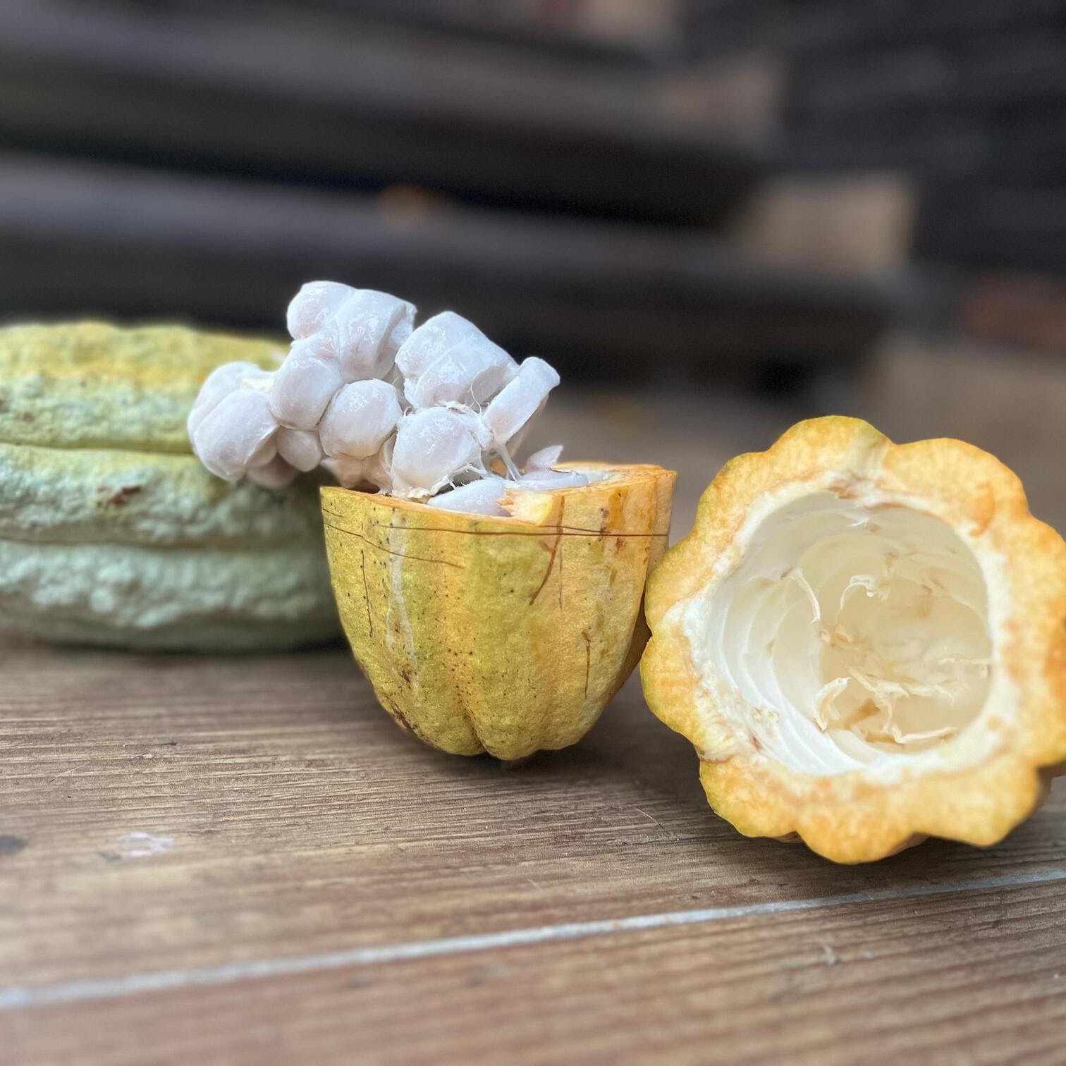 Ixchak Zeremonieller Kakao - geöffnete Frucht mit Kakaobohnen und Fruchtfleisch I Mangroovia