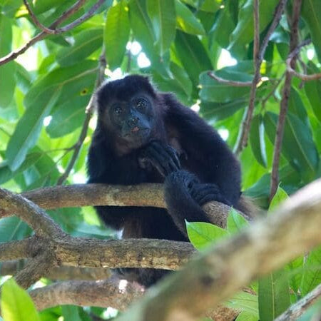 Ixchak Zeremonieller Kakao - Biodiversität im Waldgarten I Mangroovia