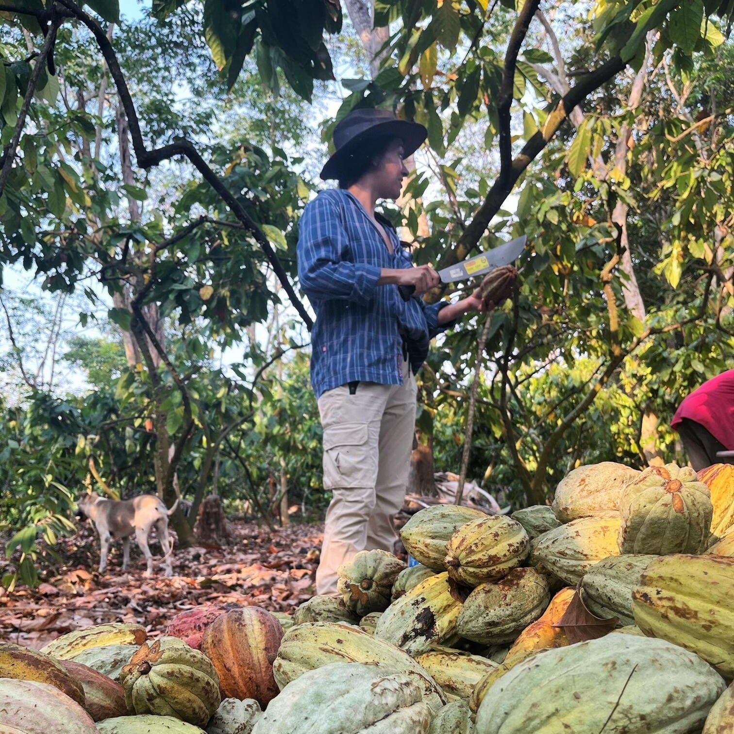 Ixchak - Lili im Agroforstgarten I Mangroovia