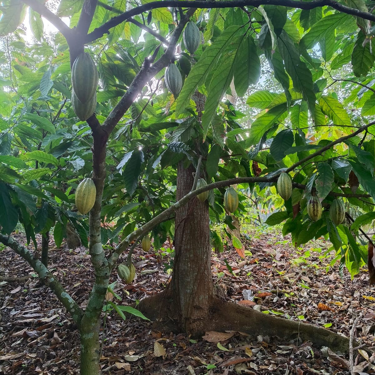 Huimanguillo - Edelkakaopaste aus Zapatista Kooperative