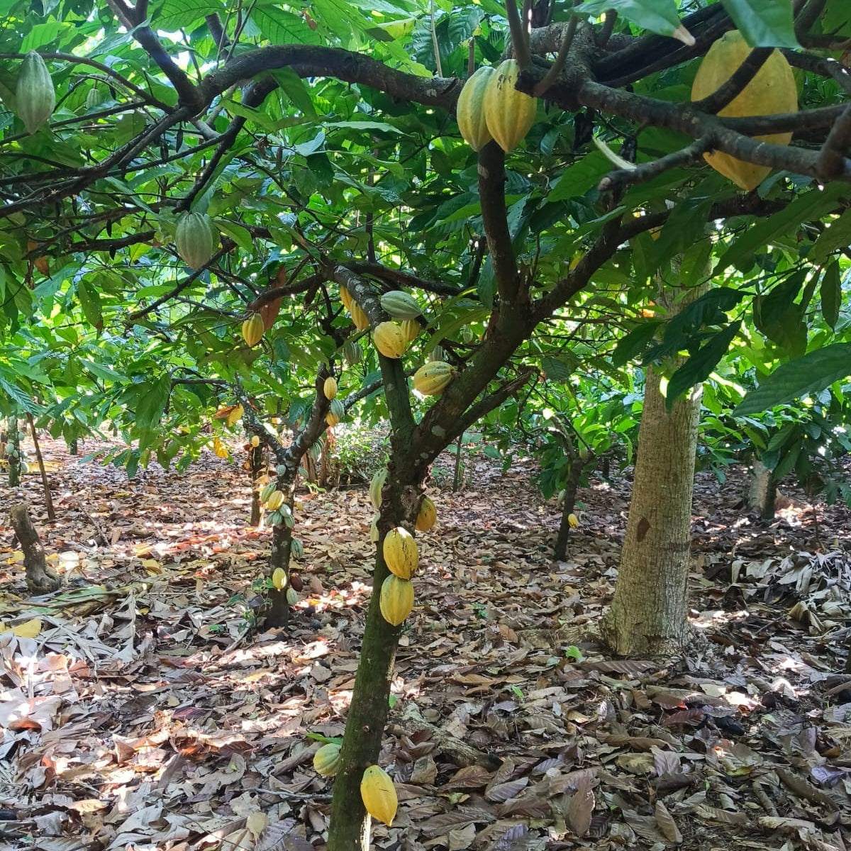 Huimanguillo - Edelkakaopaste aus Zapatista Kooperative