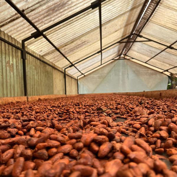 Soconusco – Wilde Kakaosorte aus naturnahem Waldgarten