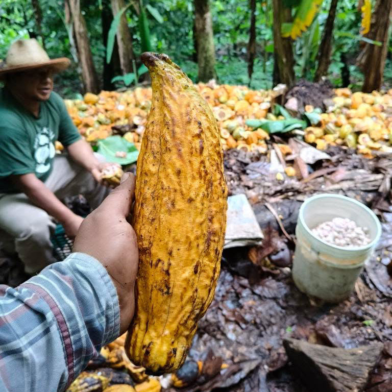 Soconusco Zeremoniekakao – alte Kakaosorte Amelonado Soconusco