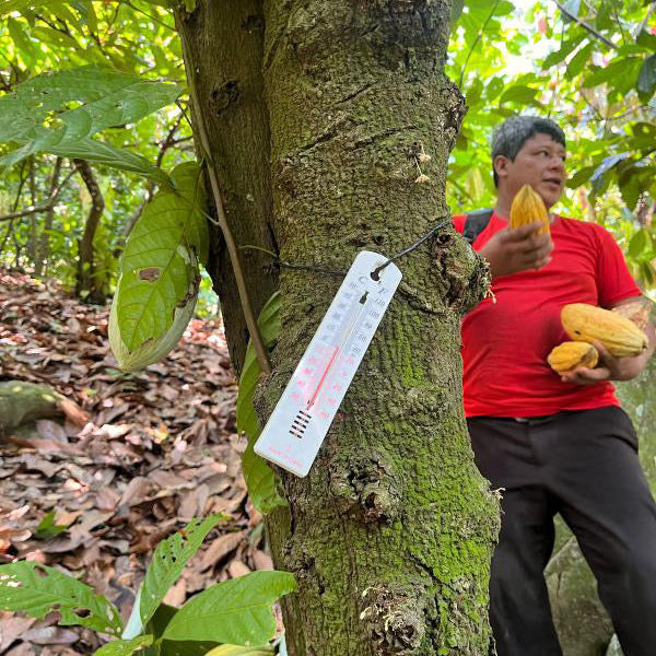 SOCONUSCO Zeremoniekakao – alte Kakaosorte Amelonado Soconusco