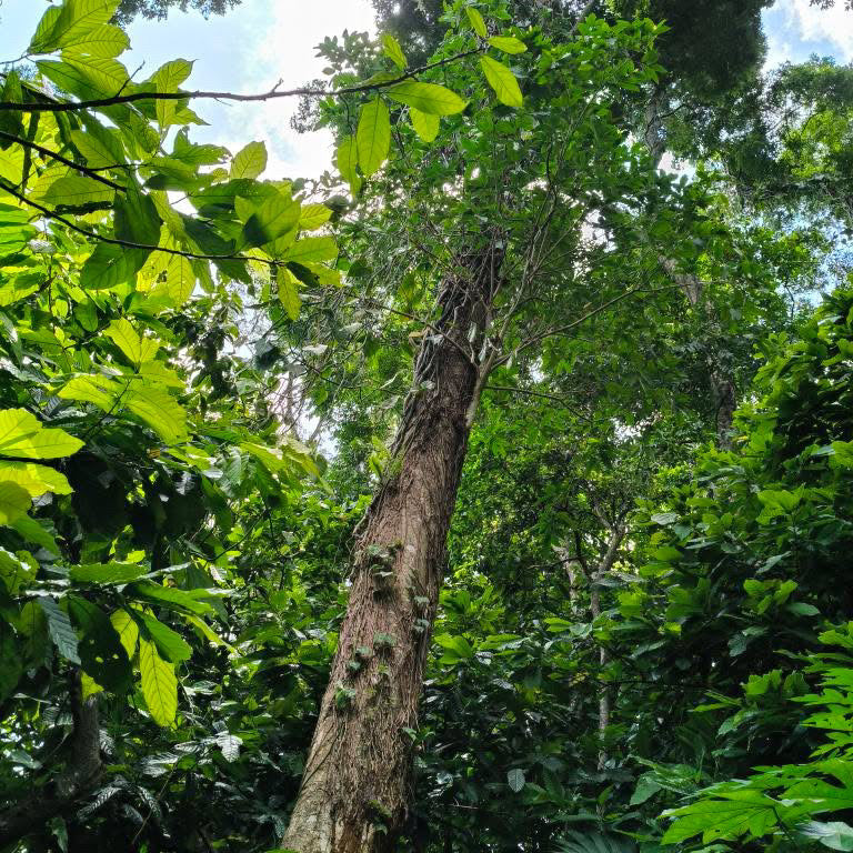 Naturnaher Waldgarten im Soconusco, Chiapas – Herkunft des Zeremoniekakaos SOCONUSCO