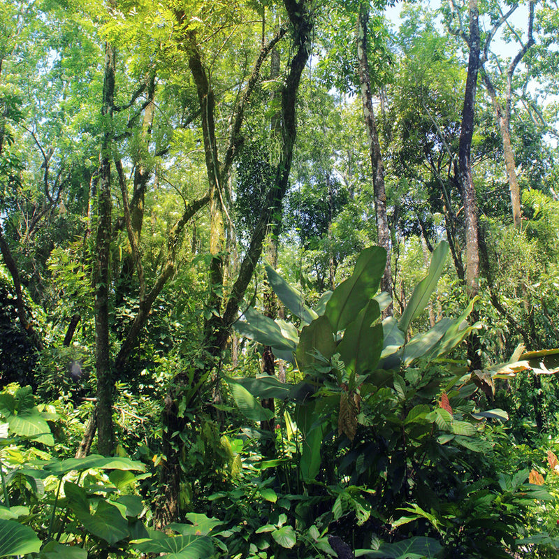 natürlicher Regenwald in Mexiko Anbaugebiet von Selva Zoque zeremonieller Kakao kaufen