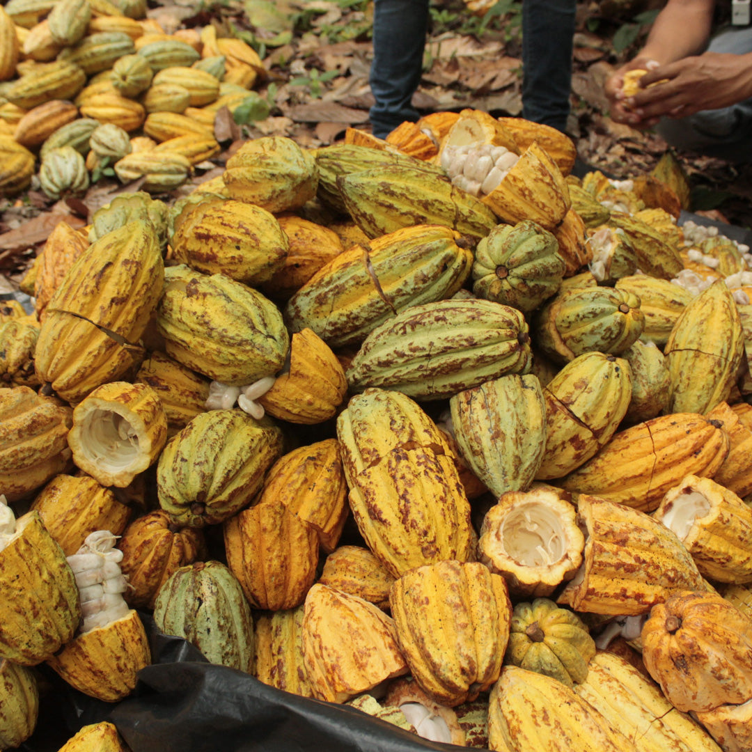 Kakaoernte frische Kakaobohnen werden aus Frucht geschält zeremonieller Kakao kaufen bei Mangroovia 