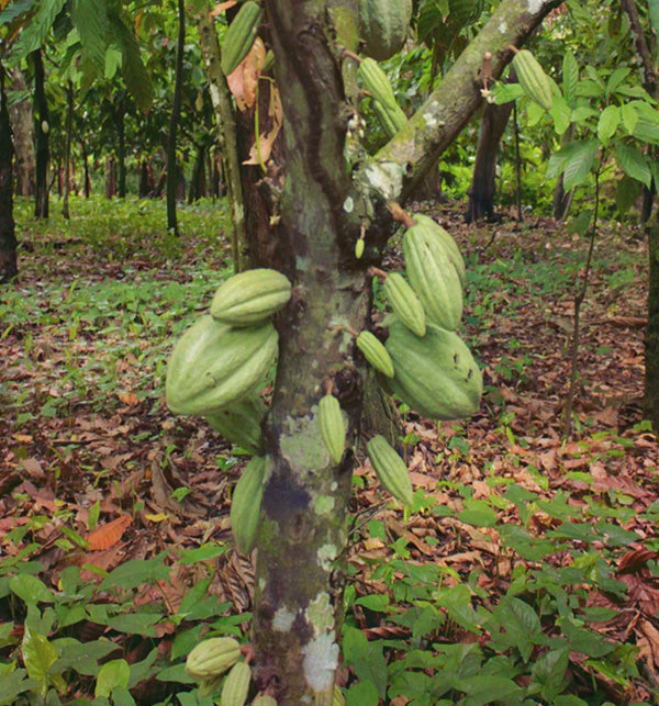 Kakaobäume mit Frucht in nachhaltiger Permakultur