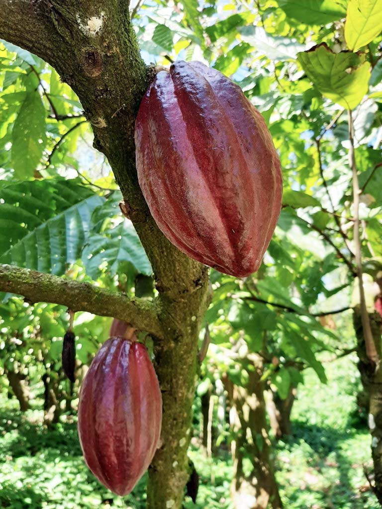 Kakaofrüchte am Baum wilder Kakao kaufen Mangroovia zeremonieller Kakao