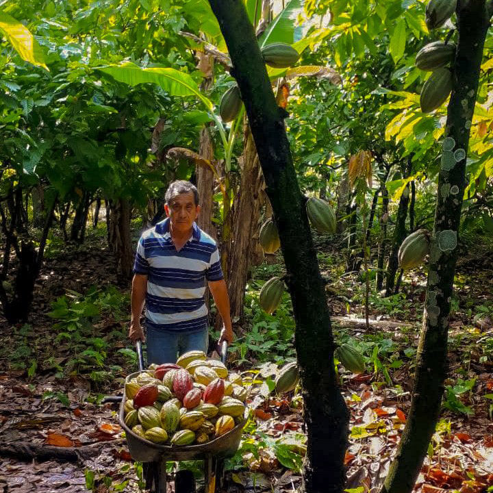 Unser Anbaupartner Don Maclovio bei der Kakaoernte Zeremonieller Kakao kaufen Mangroovia
