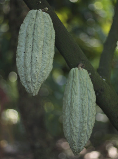Mangroovia Selva Zoque Trinitario Wilder Rohkakao aus Mexiko kaufen zeremonieller Kakao kaufen