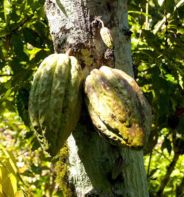 Mangroovia Uranga Kakaofrucht am Baum zeremonieller Kakao kaufen 