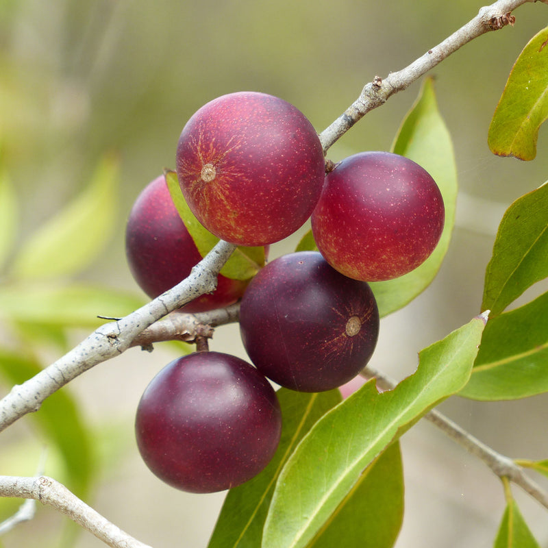 BIO Camu Camu - Natürliches Vitamin C