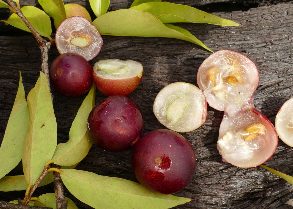 Aufgeschnitte Camu Camu Frucht frisch mit Blättern und Ast