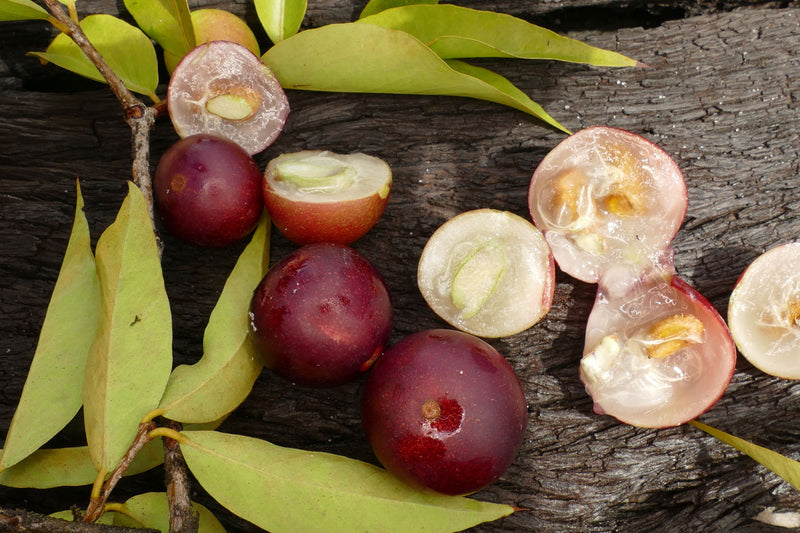 Aufgeschnitte Camu Camu Frucht frisch mit Blättern und Ast