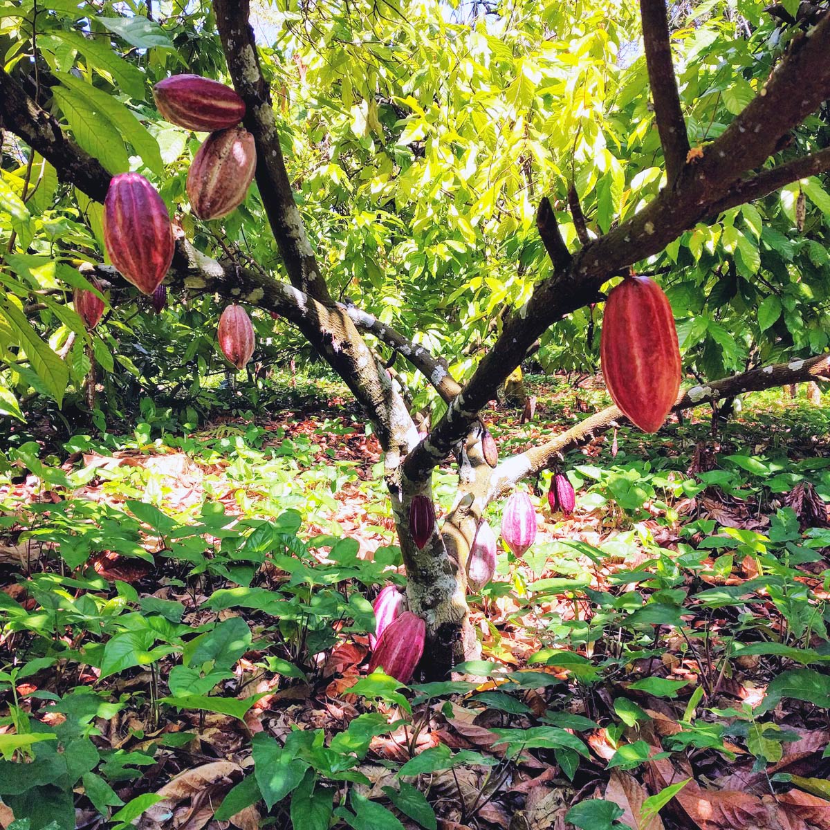 Kakaobaum mit Früchten in Peru in Permakultur