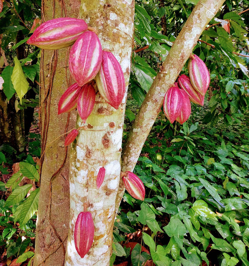 Kakaofrüchte am Baum in Peru